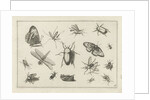Insects by Claes Jansz. Visscher II
