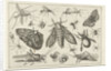Insects by Claes Jansz. Visscher II