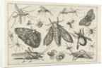 Insects by Claes Jansz. Visscher II
