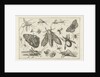 Insects by Claes Jansz. Visscher II