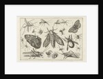 Insects by Claes Jansz. Visscher II
