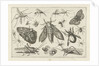 Insects by Claes Jansz. Visscher II