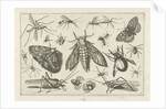 Insects by Claes Jansz. Visscher II