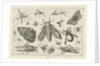 Insects by Claes Jansz. Visscher II