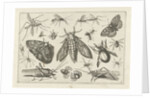 Insects by Claes Jansz. Visscher II