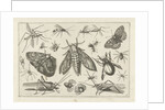 Insects by Claes Jansz. Visscher II