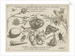 Insects, plants and shells around a chick in an egg by Joris Hoefnagel