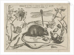 insects, plants and fruits around a rat by Christoph Weigel