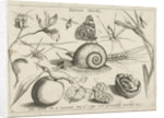 Animals, plants and fruits around a snail by Christoph Weigel