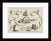 Animals, plants and fruits around a snail by Christoph Weigel