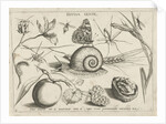 Animals, plants and fruits around a snail by Christoph Weigel