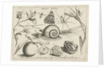 Animals, plants and fruits around a snail by Christoph Weigel