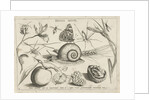 Animals, plants and fruits around a snail by Christoph Weigel