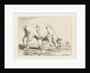 Grazing bull by Pieter Gerardus van Os