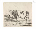 Cow at fence by Pieter Janson
