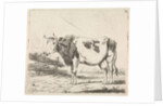 Cow at fence by Pieter Janson