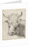 Ox head, left by Pieter Janson