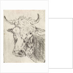 Ox head, left by Pieter Janson