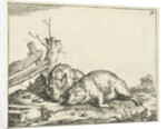 Two pigs lying near a fence by Paulus Potter