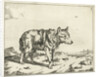 Standing wolf, and profil by Paulus Potter