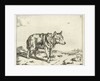 Standing wolf, and profil by Paulus Potter