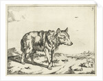 Standing wolf, and profil by Paulus Potter