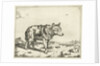 Standing wolf, and profil by Paulus Potter