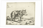 Standing wolf, and profil by Paulus Potter