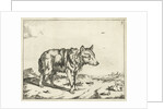 Standing wolf, and profil by Paulus Potter