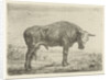 Standing bull by Jacobus Cornelis Gaal