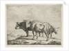 Three oxen by Pieter Gaal
