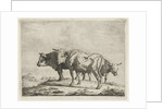 Three oxen by Pieter Gaal