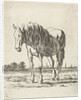 Single white horse by Jacobus Cornelis Gaal