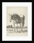 Single white horse by Jacobus Cornelis Gaal