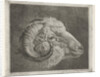 Head of a ram to the eye curved horn by Pieter Gaal