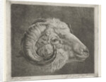 Head of a ram to the eye curved horn by Pieter Gaal