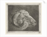 Head of a ram to the eye curved horn by Pieter Gaal