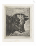 Head of a cow with white kol by Jacobus Cornelis Gaal