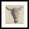 Head of a donkey by Nicolaes Pietersz. Berchem