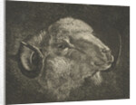 Head of a ram with twisted horns backward by Jacobus Cornelis Gaal