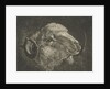 Head of a ram with twisted horns backward by Jacobus Cornelis Gaal