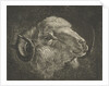 Head of a ram with twisted horns backward by Jacobus Cornelis Gaal