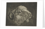 Head of a ram with twisted horns backward by Jacobus Cornelis Gaal