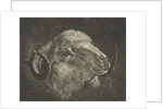 Head of a ram with twisted horns backward by Jacobus Cornelis Gaal