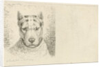 Dogs head with collar by Johannes Mock
