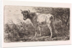 Cow on the bank of a river by Jan Vrolijk