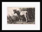 Cow on the bank of a river by Jan Vrolijk