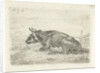 Lying cow by Pieter Gaal