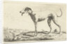 Greyhound Diana by Gerardus Emaus de Micault