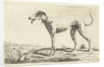 Greyhound Diana by Gerardus Emaus de Micault
